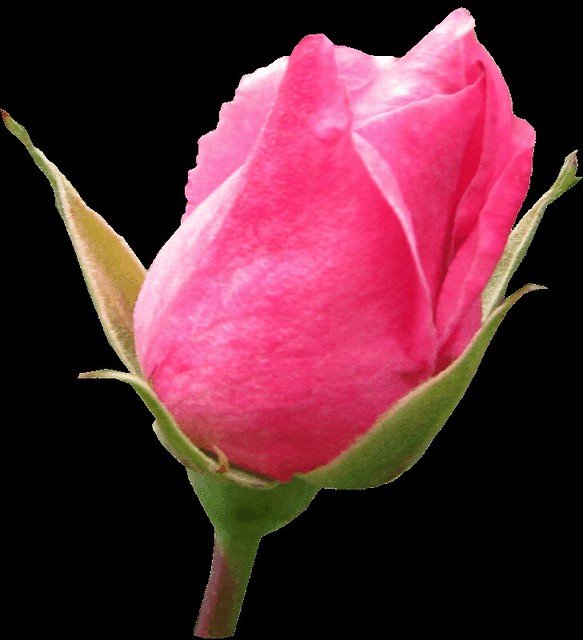 clipart rose buds - photo #8