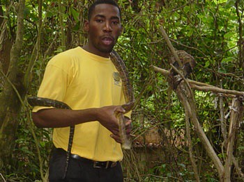 Snakes In Jamaica
