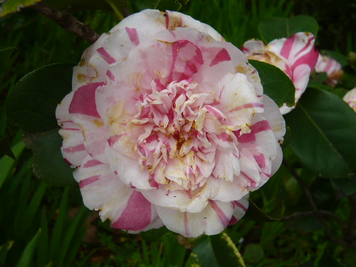 Camellia bicolour