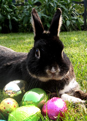 Easter - Eggs, Bunnies & Baking
