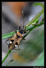 Heteroptera/Lygaeidae