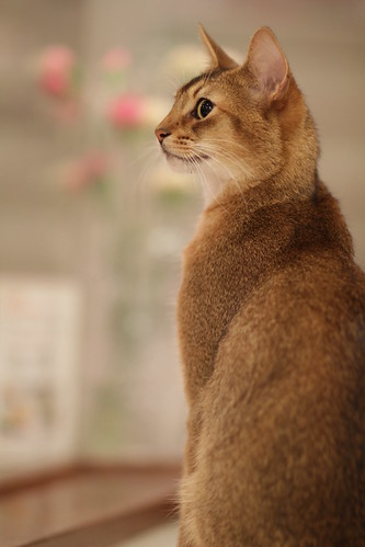 portrait of a cat in a Japanese cat cafe