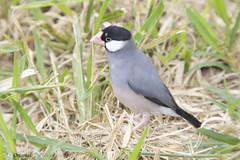 Calafate (Padda oryzivora ou Lonchura oryzivora) - Java Sparrow, Java Finch, Java Rice Sparrow or Java Rice Bird