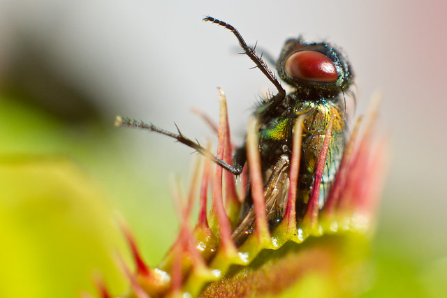 Got the macro bug: Venus fly trap - the morning after the night before