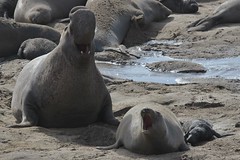 Elephant Seals Mating at Ano Nuevo 1-30-2011