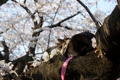 Sakura 2011 Tokyo