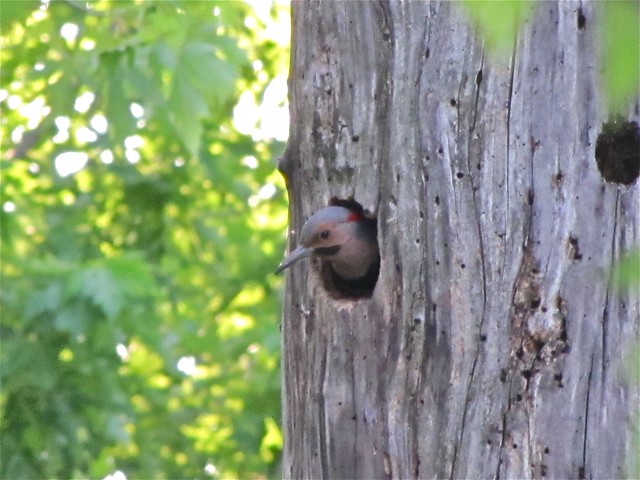 Northern Flicker (Yellow-shafted) 09