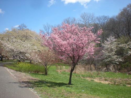 Cherry Blossom Tree, Branch Brook Park, Essex County, NJ