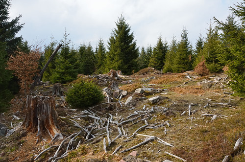 Storm-damaged forest