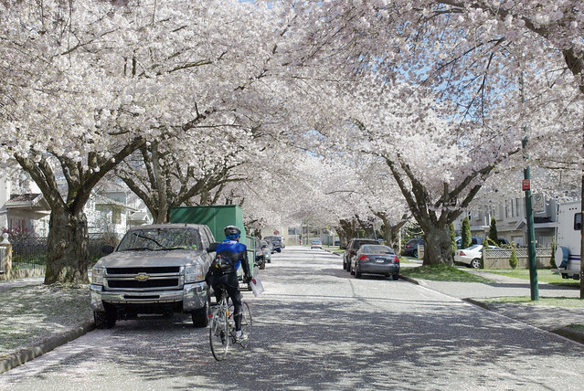 Street Filled with Cherry Blossoms