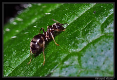 Hymenoptera/Formicidae