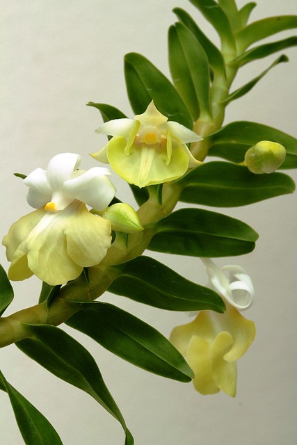 Dendrobium uniflorum