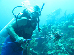 Bermuda DPLUS-001 scuba diver