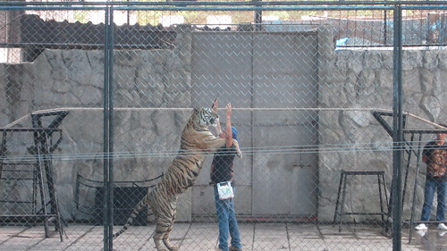 サムイアクアリウム＆タイガーZoo Samui Aquarium & Tiger Zoo (21)