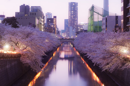 Meguro River & Cherry blossoms