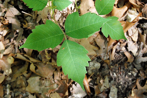 Three leaflets of Poison Ivy, Toxicodendron radicans, which grows in the Ozarks and causes rashes and misery.