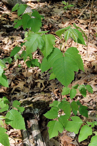 Poison Ivy plant is not always a vine, picture shows upright form of the plant.