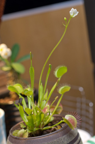 Venus-flytrap