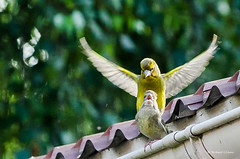 Verdier d'Europe - European greenfinch
