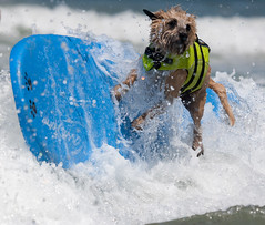 Surf Dog Competition - Imperial Beach (2011)