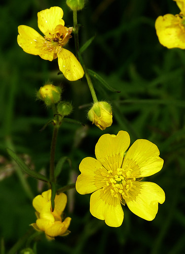 Buttercups:  growth, decay and renewal