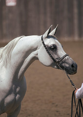 Horses SEAHG - Arabians
