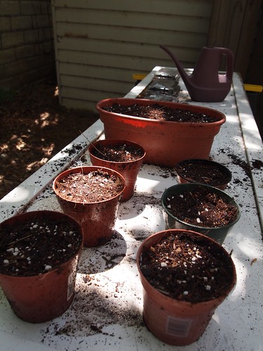 Pots with new homemade potting soil