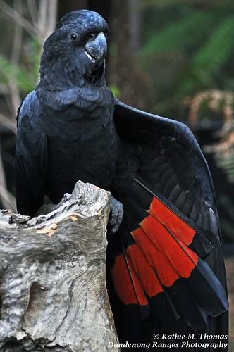 Red-tailed Black Cockatoo, Healesville Sanctuary