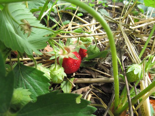 strawberries_May15_2012
