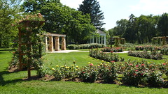 Caty Visits the Allentown Rose Gardens