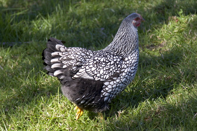 silver laced wyandotte pullet