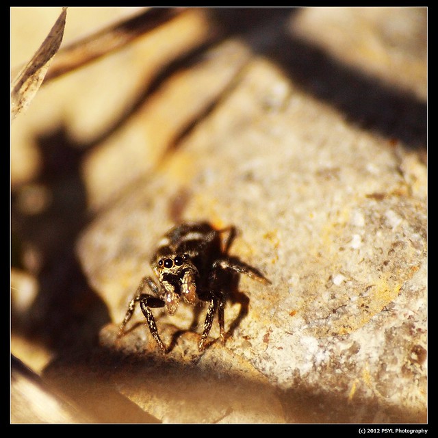 Jumping Spider (Family Salticidae)