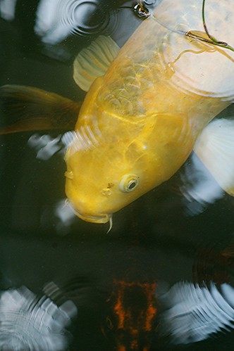 Golden Koi, concentric rings, curvaceous grass and wiggly shadows! by jungle mama