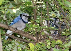 Bluejay and family