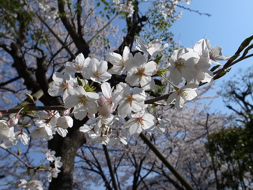 桜 by Garyou