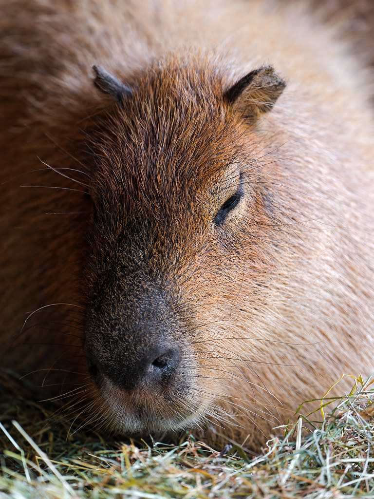 Sleepy capybara