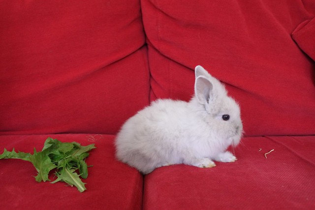 Our new Rabbit!