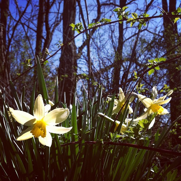 Our wild narcissus