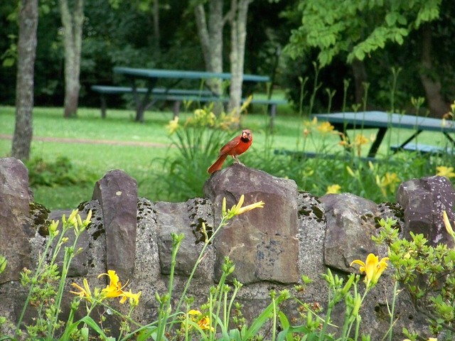 A cardinal in the Victorian Garden at the Southwest Virginia Museum
