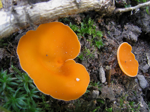 Aleuria aurantia - oranssimaljakas. Автор: Kari Pihlaviita