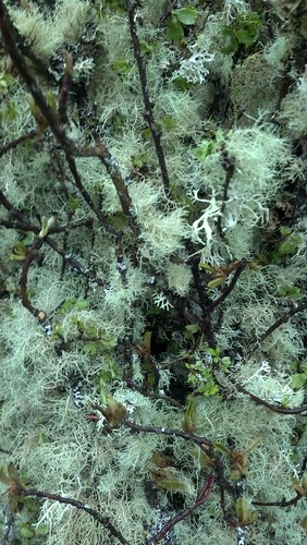 mossy branches floral trade
