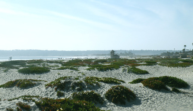 Coronado Beach's dunes