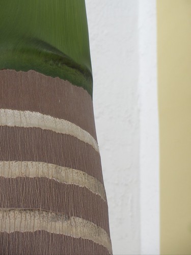 palm tree detail