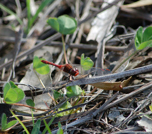 Dragonfly Wandering Percher