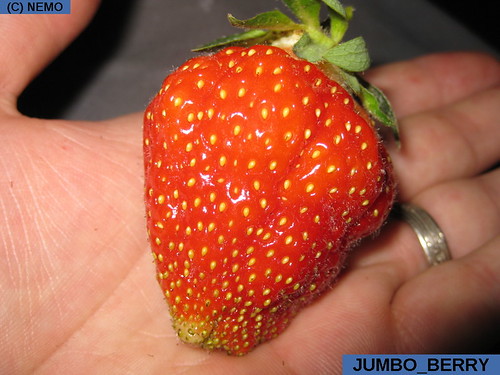 jumbo_berry