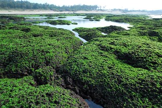 北海岸麟山鼻藻礁的生物多樣性構築獨特景觀。（攝影：廖運志）  