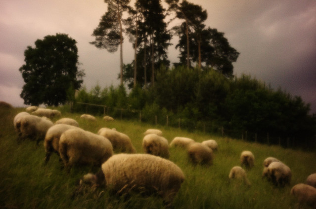 Allgäuschafe vor der Lochkamera - pinhole sheeps facing the pinhole camera