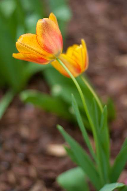 My Garden--Tulips