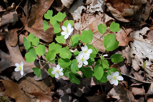 Picture of Rue Anemone, Thalictrum thalictroides, later in the spring season.