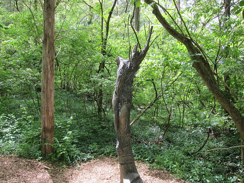 figure in tree trunk